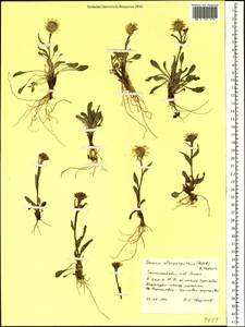 Tephroseris integrifolia subsp. atropurpurea (Ledeb.) B. Nord., Siberia, Western Siberia (S1) (Russia)