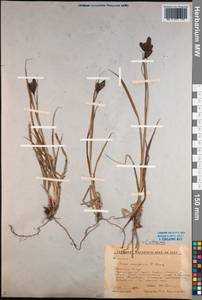 Carex aterrima Hoppe, Siberia, Altai & Sayany Mountains (S2) (Russia)
