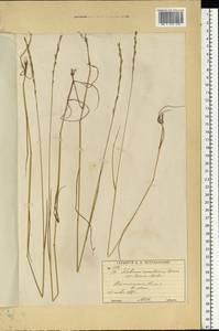 Lolium remotum Schrank, Eastern Europe, Moscow region (E4a) (Russia)
