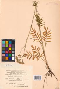 Valeriana pratensis subsp. angustifolia (Soó) Kirschner, Buttler & Hand, Eastern Europe, South Ukrainian region (E12) (Ukraine)