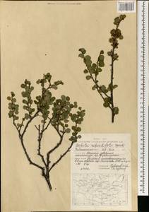 Betula glandulosa Michx., Mongolia (MONG) (Mongolia)