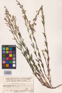 Silene tatarica (L.) Pers., Eastern Europe, Northern region (E1) (Russia)