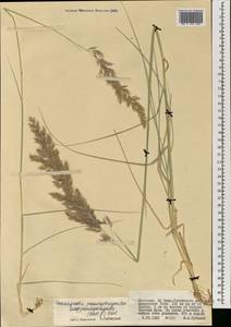 Calamagrostis pseudophragmites (Haller f.) Koeler, Mongolia (MONG) (Mongolia)