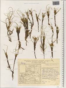 Carex physodes M.Bieb., South Asia, South Asia (Asia outside ex-Soviet states and Mongolia) (ASIA) (China)