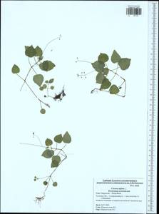 Circaea alpina L., Eastern Europe, Central region (E4) (Russia)