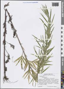 Artemisia dubia Wall. ex Besser, Eastern Europe, North-Western region (E2) (Russia)