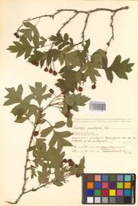 Crataegus pinnatifida Bunge, Siberia, Russian Far East (S6) (Russia)