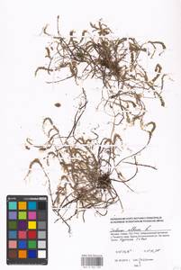 Sedum album L., Eastern Europe, Moscow region (E4a) (Russia)