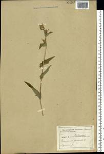 Campanula glomerata L., Eastern Europe, Central region (E4) (Russia)