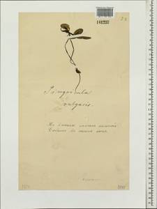 Pinguicula vulgaris L., Siberia, Baikal & Transbaikal region (S4) (Russia)