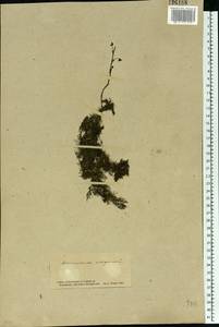 Utricularia vulgaris L., Eastern Europe, South Ukrainian region (E12) (Ukraine)