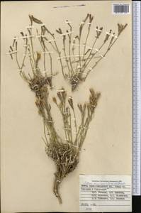 Silene microphylla Boiss., Middle Asia, Pamir & Pamiro-Alai (M2) (Tajikistan)