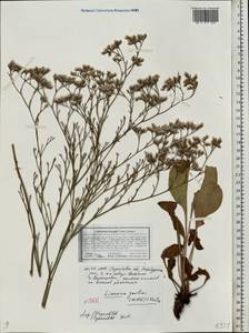 Limonium bungei (Claus) Gamajun., Eastern Europe, Lower Volga region (E9) (Russia)