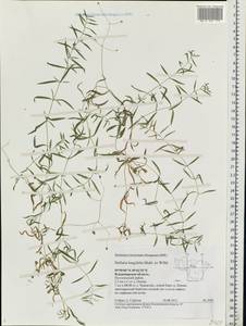 Stellaria longifolia (Regel) Muhl. ex Willd., Eastern Europe, Central region (E4) (Russia)