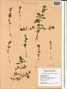 Lythrum tribracteatum Spreng., Caucasus, Krasnodar Krai & Adygea (K1a) (Russia)