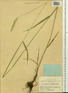 Alopecurus arundinaceus Poir., Siberia, Altai & Sayany Mountains (S2) (Russia)