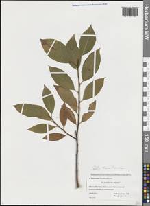 Salix taraikensis Kimura, Siberia, Russian Far East (S6) (Russia)