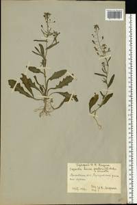 Capsella bursa-pastoris (L.) Medik., Eastern Europe, Moscow region (E4a) (Russia)