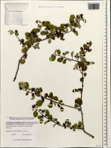 Cotoneaster suavis Pojark., Caucasus, Azerbaijan (K6) (Azerbaijan)