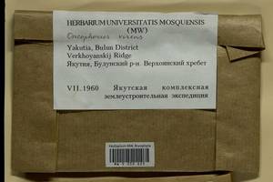 Oncophorus virens (Hedw.) Brid., Bryophytes, Bryophytes - Yakutia (B19) (Russia)