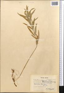Polygonatum roseum (Ledeb.) Kunth, Middle Asia, Western Tian Shan & Karatau (M3) (Kazakhstan)