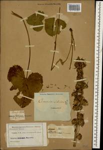 Ligularia subsagittata Pojark., Caucasus (no precise locality) (K0)