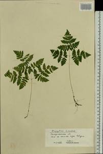 Gymnocarpium dryopteris (L.) Newman, Eastern Europe, West Ukrainian region (E13) (Ukraine)