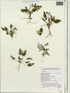 Erodium, South Asia, South Asia (Asia outside ex-Soviet states and Mongolia) (ASIA) (Israel)