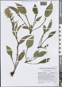 Solidago virgaurea L., Western Europe (EUR) (Spain)