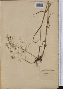 Bromus ciliatus L., America (AMER) (Not classified)