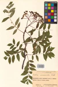 Sorbus commixta Hedl., Siberia, Russian Far East (S6) (Russia)