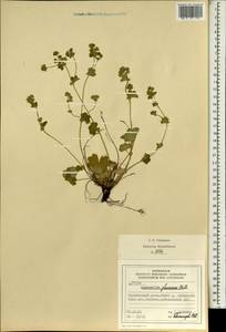 Alchemilla glaucescens Wallr., Eastern Europe, Latvia (E2b) (Latvia)