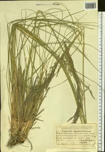 Neotrinia splendens (Trin.) M.Nobis, P.D.Gudkova & A.Nowak, Siberia, Baikal & Transbaikal region (S4) (Russia)