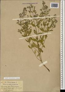 Nepeta ucranica subsp. schischkinii (Pojark.) Rech.f., Caucasus, Armenia (K5) (Armenia)