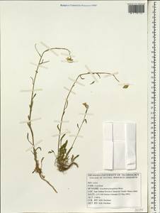 Erysimum leucanthemum (Stephan ex Willd.) B. Fedtsch., South Asia, South Asia (Asia outside ex-Soviet states and Mongolia) (ASIA) (Iran)