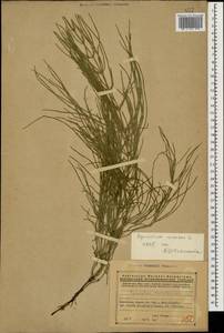 Equisetum arvense L., Caucasus, Armenia (K5) (Armenia)