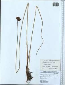 Schoenoplectus tabernaemontani (C.C.Gmel.) Palla, Eastern Europe, Central region (E4) (Russia)