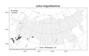 Lotus angustissimus L., Atlas of the Russian Flora (FLORUS) (Russia)