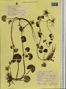 Caltha palustris var. radicans (T. F. Forst.) Beck, Siberia, Western Siberia (S1) (Russia)