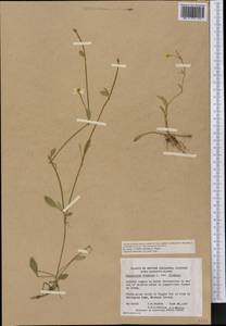 Ranunculus flammula, America (AMER) (Canada)