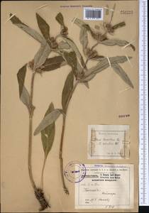 Phlomis salicifolia Regel, Middle Asia, Pamir & Pamiro-Alai (M2) (Uzbekistan)