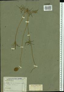 Scabiosa ochroleuca L., Eastern Europe, Central region (E4) (Russia)