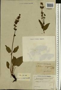 Salvia virgata Jacq., Eastern Europe, Rostov Oblast (E12a) (Russia)