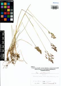 Poa pratensis L., Siberia, Baikal & Transbaikal region (S4) (Russia)
