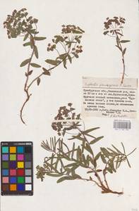 Euphorbia pseudagraria P.A.Smirn., Eastern Europe, Eastern region (E10) (Russia)