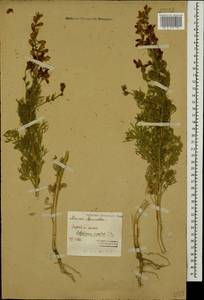 Delphinium ajacis L., Caucasus, Dagestan (K2) (Russia)