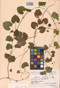 MHA 0 155 794, Glechoma hederacea L., Eastern Europe, Western region (E3) (Russia)