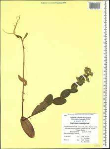 Bupleurum rotundifolium L., Caucasus, Black Sea Shore (from Novorossiysk to Adler) (K3) (Russia)