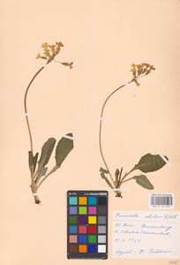 Primula elatior (L.) L., Western Europe (EUR) (Germany)