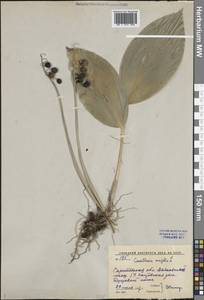 Convallaria majalis L., Eastern Europe, Lower Volga region (E9) (Russia)